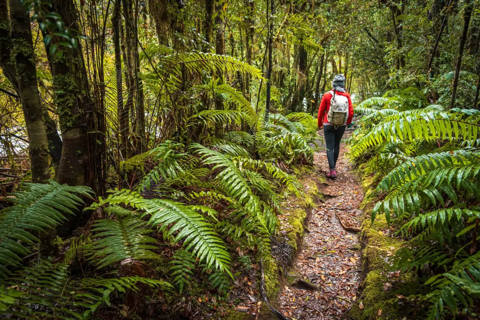 Sendero las Raíces